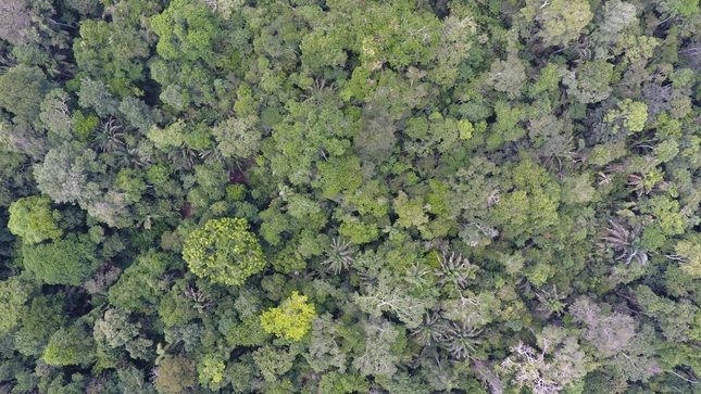 Archivo JPGE de Loreto: supervisión forestal supera las 79 000 hectáreas durante 2025