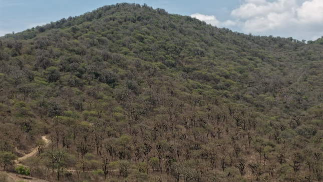 Archivo JPGE del OSINFOR supervisó más de 5000 hectáreas de bosques secos en el 2025