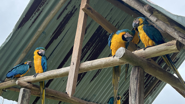 Archivo JPGE de Loreto: Centros de cría reciben asistencia técnica para el buen manejo de más de 800 ejemplares de fauna silvestre