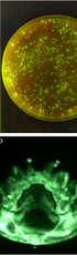 Pathogenicity and transmission of Morganella morganii in honey bees