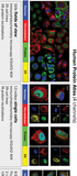 Cell-DINO: Self-supervised image-based embeddings for cell fluorescent microscopy