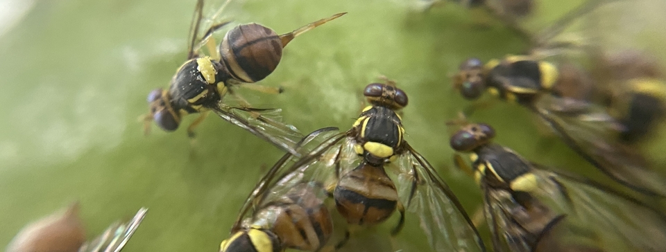 Kainate receptors and insect oviposition